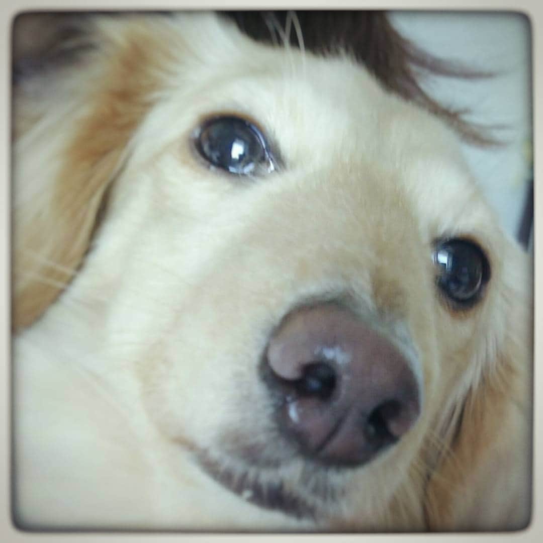 星野ナミのインスタグラム：「はぁ。。可愛すぎる💕💕💕 #キィたん #🐶」