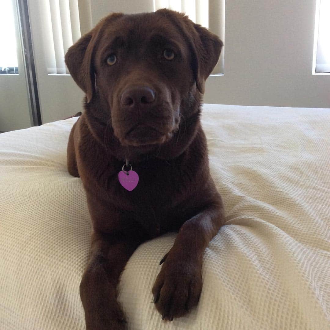 Mollyのインスタグラム：「You're staying at home with me today..right? 💕🐶🐾😍 #worldofmylab #chocolatelaboftheday #chocolatelabrador #instapuppy #fab_labs_ #labsofinstagram #worldoflabs #labradorable #laboftheday」