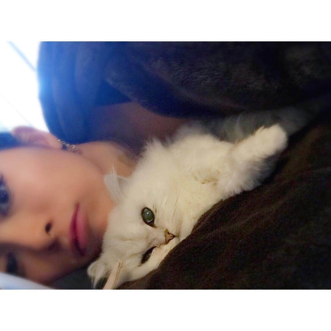 のインスタグラム：「オサヨのお仕事がはやく終わる時はね、一緒にお昼寝するんだよ〜！ #兎 #cat #cats #catstagram #kitten #kitty #kittens #pet #pets #animal #animals #petstagram #petsagram #catoftheday #catsofinstagram #ilovemycat #instagramcats #nature #catoftheday #lovecats #furry #sleeping #lovekittens #adorable #catlover #instacat #mofmo」