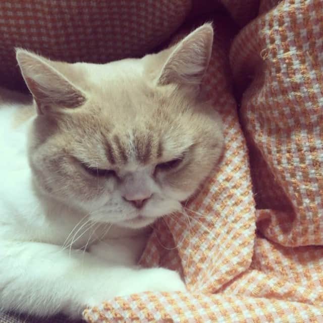 小雪のインスタグラム：「いいこいいこ〜 You are good girl, Koyuki」