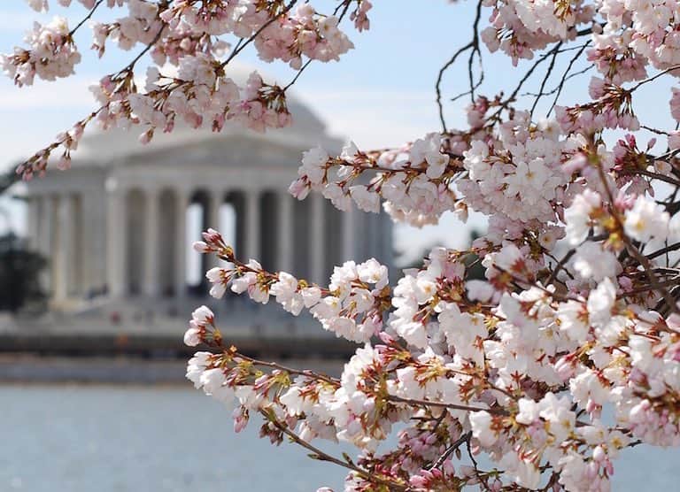 キャロライン・ケネディさんのインスタグラム写真 - (キャロライン・ケネディInstagram)「How many, many things / They call to mind / These cherry blossoms – Basho  さまざまの事おもひ出す桜かな - 松尾芭蕉 #Shunbun #WorldPoetryDay #春分の日 #世界詩歌記念日」3月20日 10時16分 - amb_kennedy
