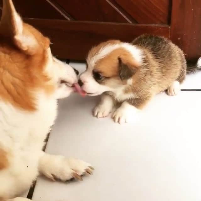 のインスタグラム：「Puppy kisses 😍 ft @corgiapple」
