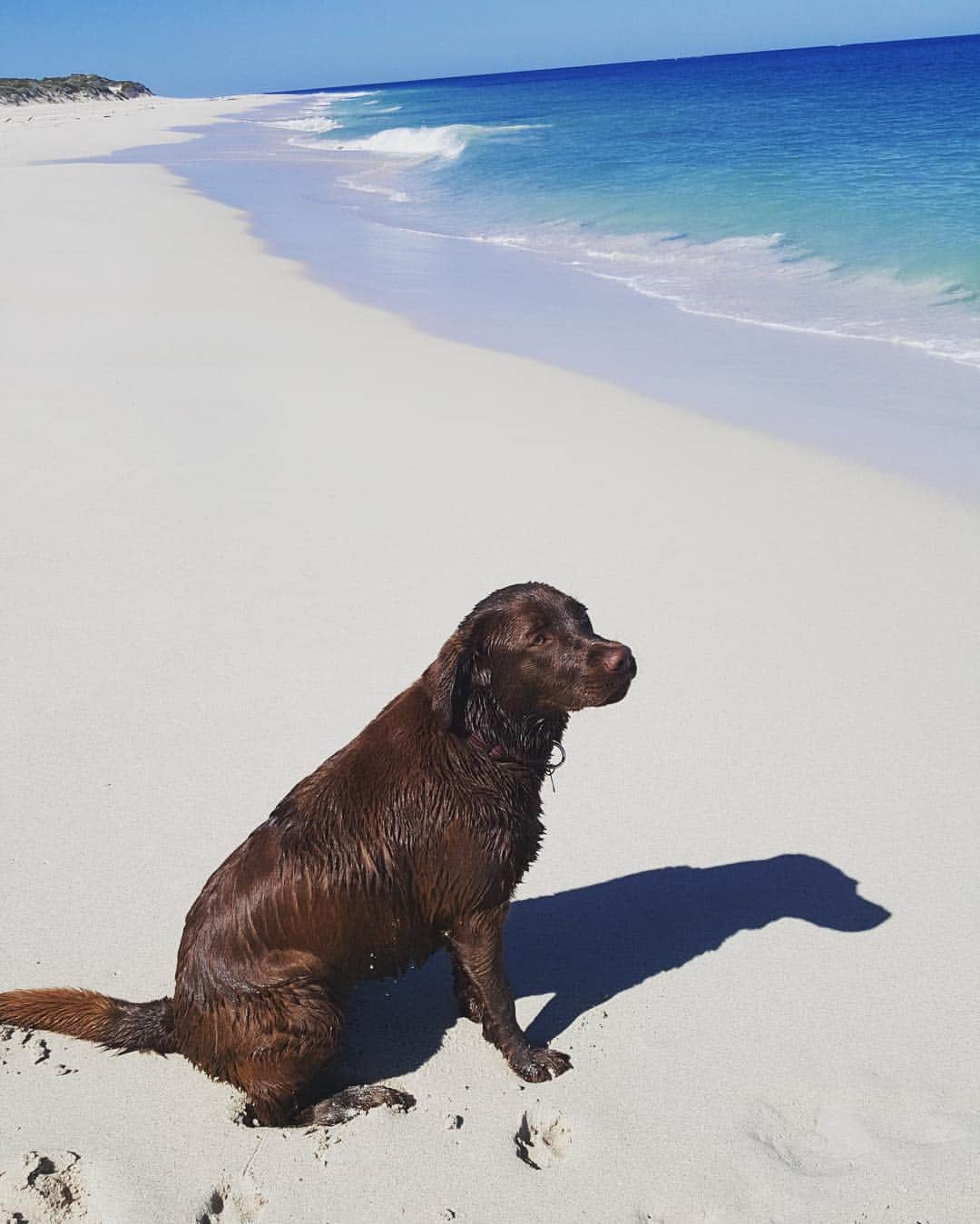 Mollyのインスタグラム：「Sunday...Funday 🏖🐶🐾☀️ #laboftheday #labradorable #worldoflabs #labsofinstagram #fab_labs_ #chocolatelaboftheday #instadog #justlabradors #chocolatelab #beachbabe #sundaymorning」