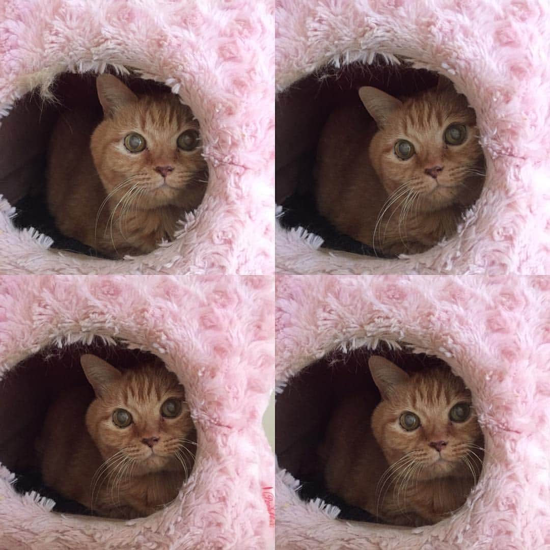 松島花さんのインスタグラム写真 - (松島花Instagram)「: カワイイ😽💓🐾💓🐾 #ねこ #梅ちゃん #チャトラ猫 #動物 #ペット #かわいい #mycat #love #kawaii #猫好き」3月20日 21時28分 - hana_matsushima_official