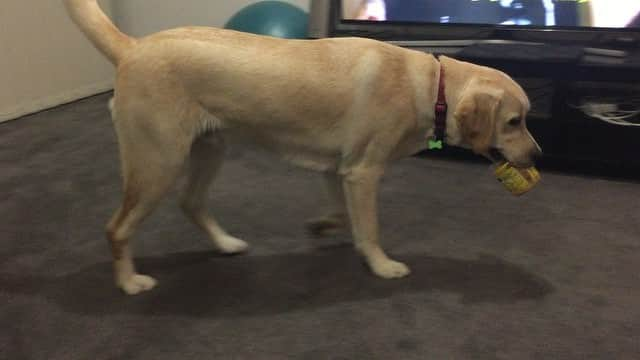 Rocky the Labのインスタグラム：「peanut butter anyone? 😄  #peanutbutteraddict #labradoroftheday #dogsofinstagram #yellowlaboftheday #TalesOfALab #justlabradors #doesntshare #worldofmylab #worldoflabs」