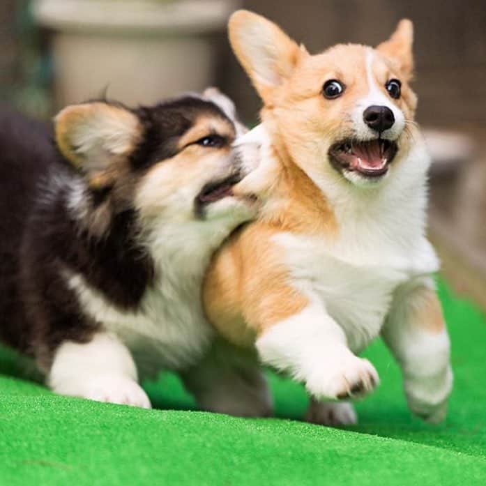 のインスタグラム：「When playtime gets rowdy 😰😆 via @kynmu_da_corgi #corgi #corgistagram #dogsofinstagram」