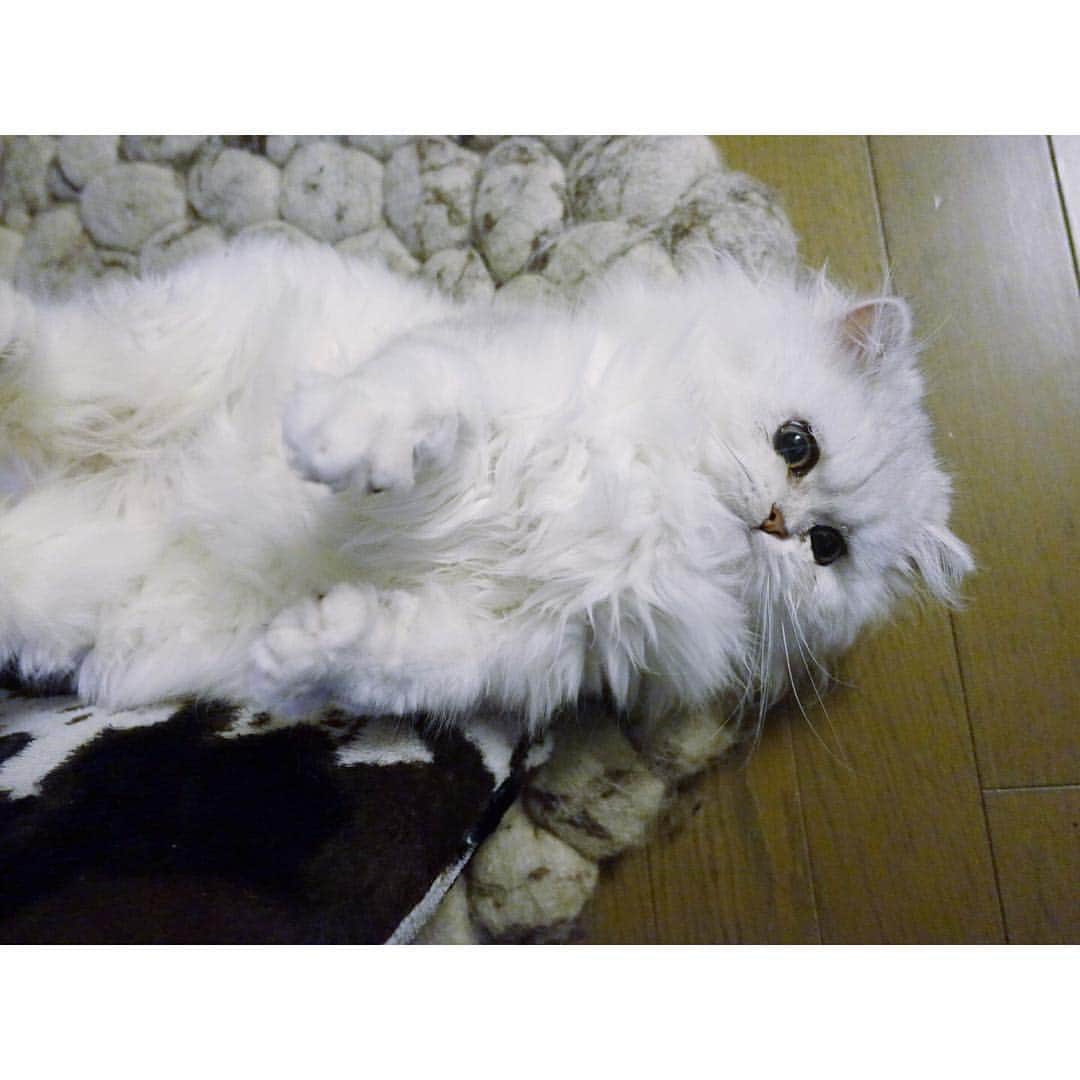 兎（尾崎紗代子）さんのインスタグラム写真 - (兎（尾崎紗代子）Instagram)「ほれ、お腹撫でてっ #兎 #cat #cats #catstagram #kitten #kitty #kittens #pet #pets #animal #animals #petstagram #petsagram #catoftheday #catsofinstagram #ilovemycat #instagramcats #nature #catoftheday #lovecats #furry #sleeping #lovekittens #adorable #catlover #instacat #mofmo」3月21日 11時16分 - ozakiusagi