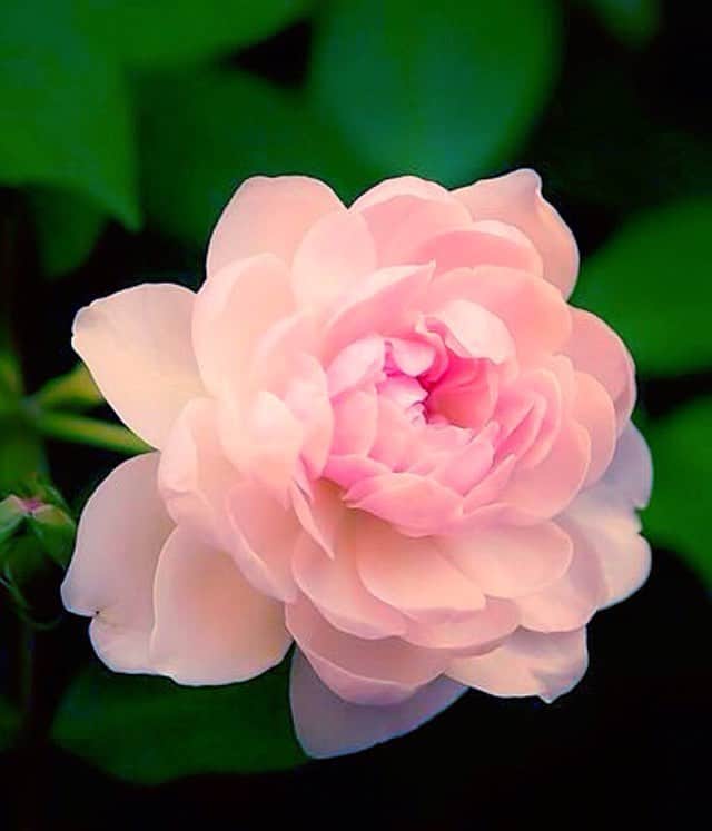 理絵さんのインスタグラム写真 - (理絵Instagram)「しゃっくりが止まらない。  #flower #beautiful #japan #instapic #instaphoto #fiore #花 #꽃 #pink #look #love #happy #heat #photo #kawaii #ピンク #綺麗 #キレイ #instagood」3月21日 23時17分 - ____rie____