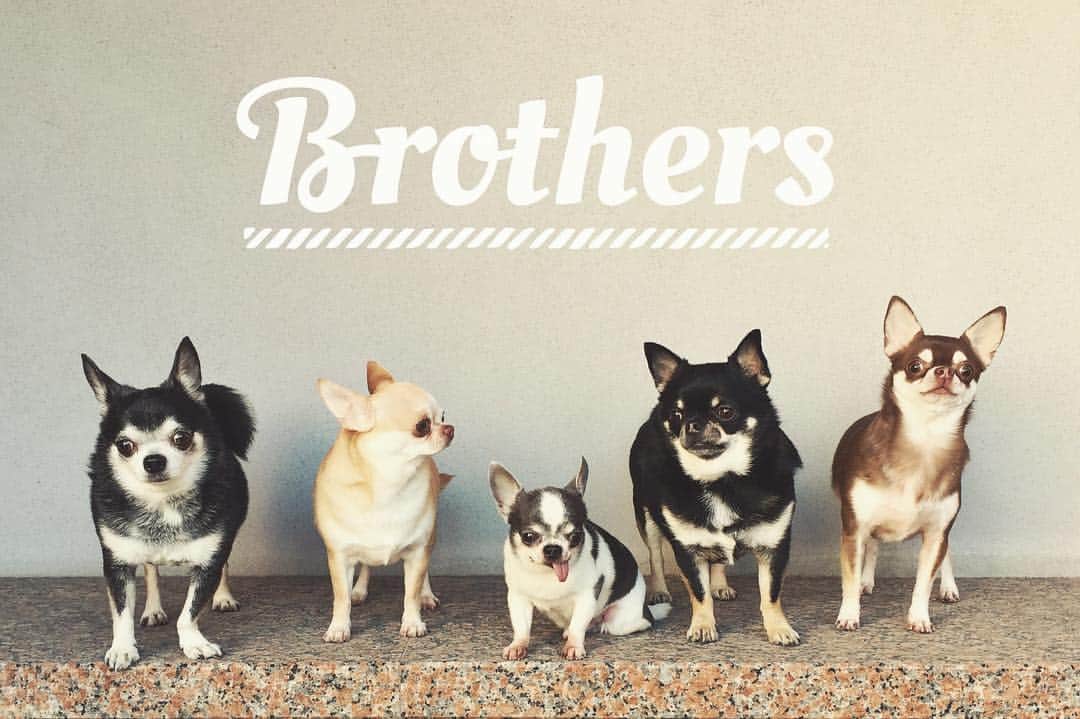 Myeのインスタグラム：「やっと撮れた#集合写真  #chihuahuas #smoothchihuahua #brothers #dogsofinstagram #friendsforever」
