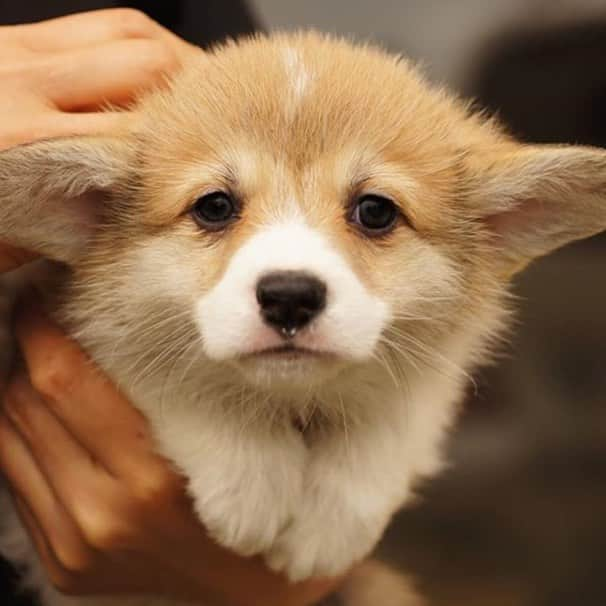 Loki the Corgiのインスタグラム：「Monday face 😞 ft. @luke.12.28」