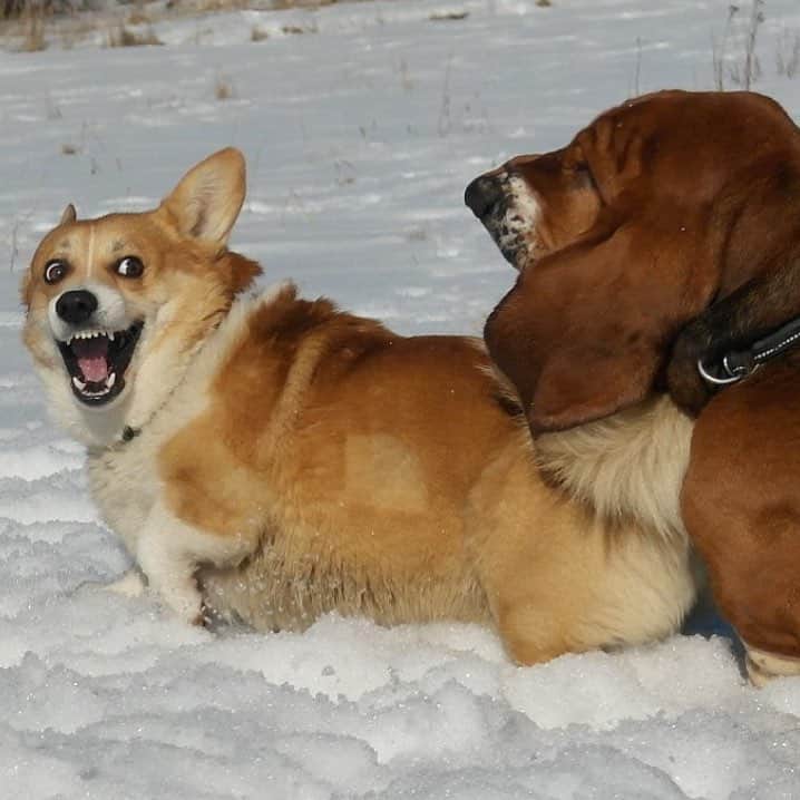 のインスタグラム：「Me trying to get away from my responsibilities ft. @koirakoulukitislife #corgi #corgistagram #lifeistough」