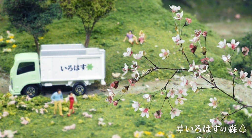 い･ろ･は･すのインスタグラム：「祝!🌸東🌸京🌸桜🌸開🌸花🌸 🌸い🌸ろ🌸は🌸す🌸持🌸っ🌸て🌸 出🌸か🌸け🌸ま🌸せ🌸ん🌸か🌸？🌸 . #桜 #お花見 http://www.i-lohas.jp/forest/ ※@ilohas_jp アカウントトップのURLからもアクセスできます。」