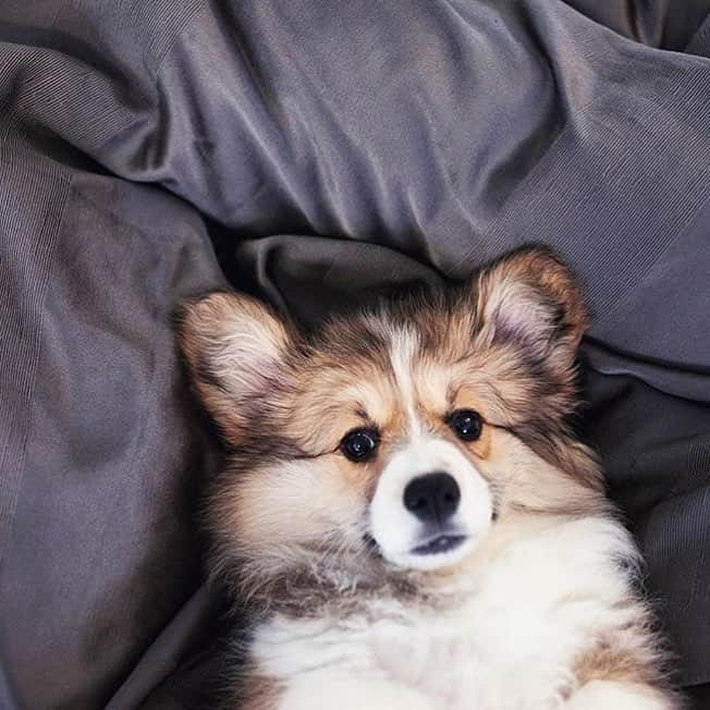 のインスタグラム：「5 more minutes please 😛 ft. @maethefluffycorgi | #corgi #corgistagram #dogsofinstagram」