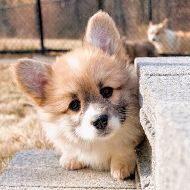 Loki the Corgiのインスタグラム：「Thinking about life and stuff 😶 ft. @madmax_fluffyroad #corgi #corgistagram #corgipuppy #fluffycorgi」