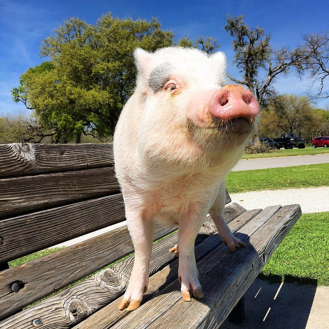 baconのインスタグラム：「I'm happy cuz I'm fat, and I'm fat cuz I'm happy. 🐖🐖🐖 #chubby #bacon #piglet #twerk #fitness #nofilter」