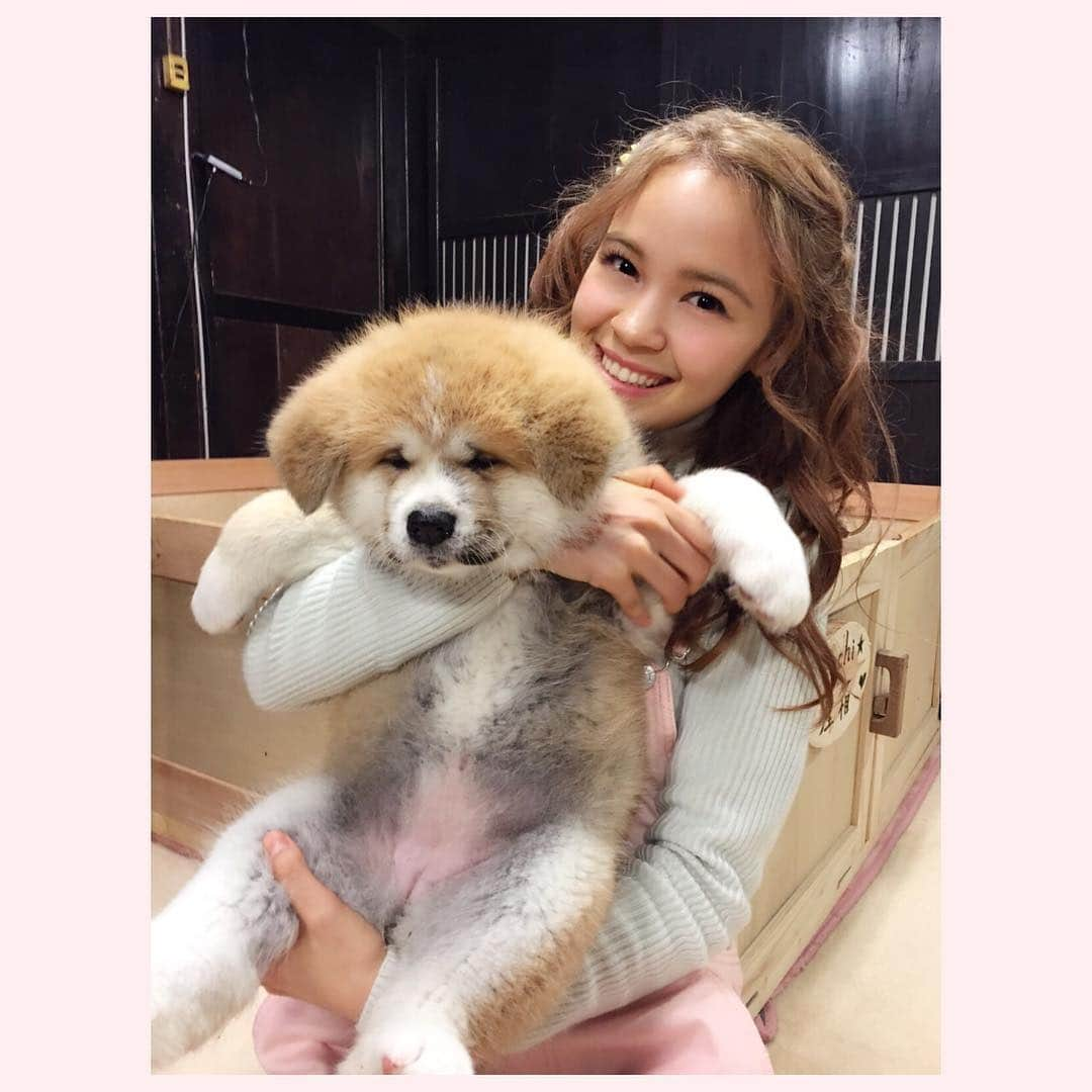 アマンダさんのインスタグラム写真 - (アマンダInstagram)「柚たん🍊❤️ もふぁふぁふぁ〜💕 #日本犬の里赤ちゃん柚  #志村どうぶつ園  #秋田犬Pochiの赤ちゃん #Pochi三女の柚 #アマンダ #ShimuraZooJapaneseDog #AkitaDogYuzu #AmandaCaroline」3月23日 18時18分 - _amanda.caroline_