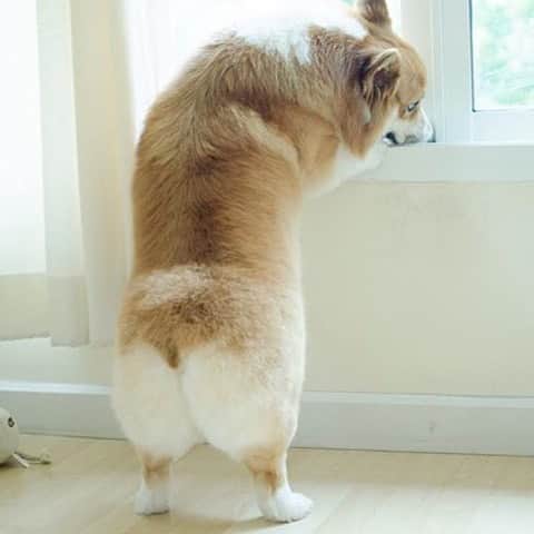 Loki the Corgiのインスタグラム