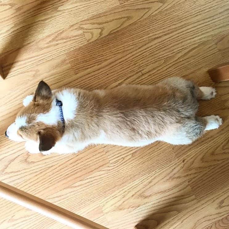 Loki the Corgiのインスタグラム：「Happy #NationalPuppyDay! 🐶 ft. @waffles_thecorgi_ #corgi #corgistagram #dogsofinstagram #corgipuppy」