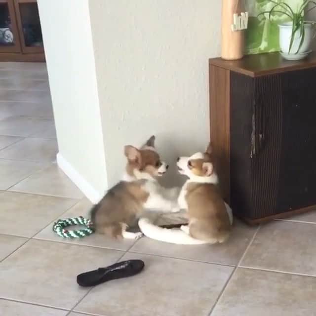Loki the Corgiのインスタグラム：「Corgi puppies fighting over a bed 😍 ft. @wendythewelshcorgi | #corgi #corgistagram #nationalpuppyday」
