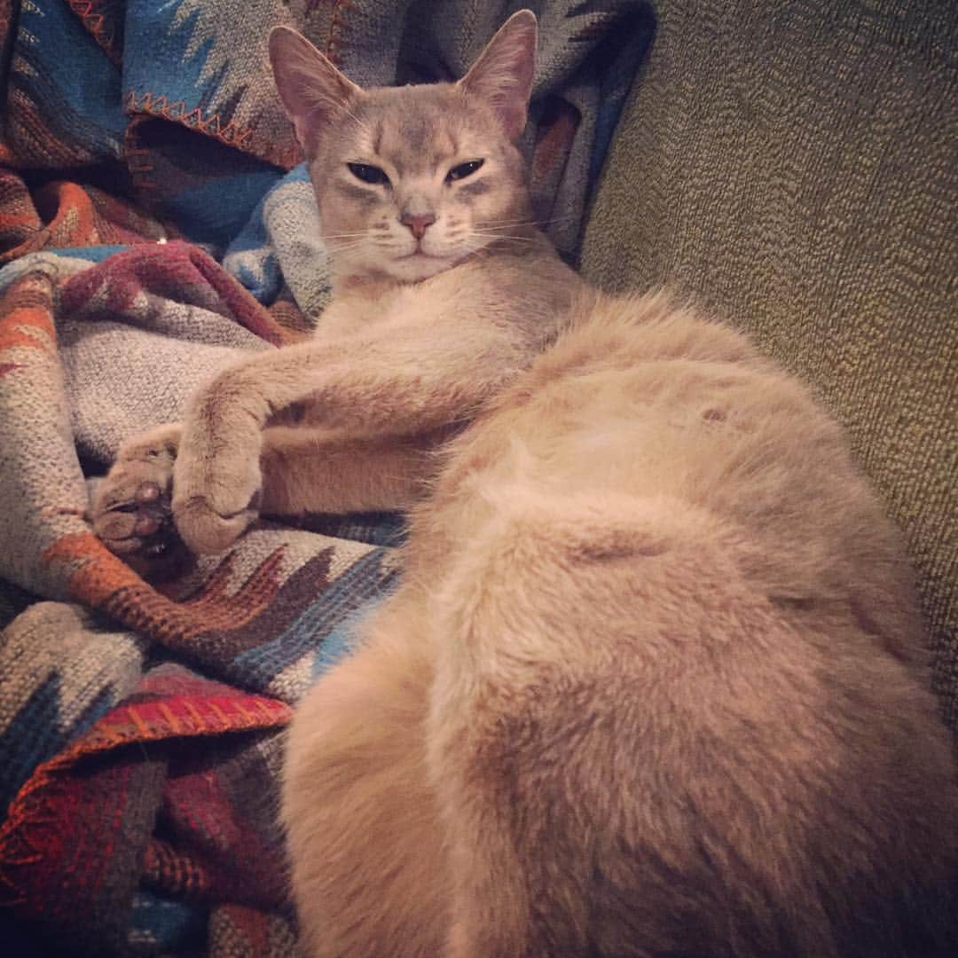 桃さんのインスタグラム写真 - (桃Instagram)「ちょっとずつ、おデブちゃん💓 餌をダイエットフードに切り替え中。小さい頃はお医者さんに、「この子なかなか大きくなりませんね…」って心配されてたから、良かった…☺️✨ #ラピ #アビシニアン #fatcat #猫」3月24日 11時57分 - momo.official