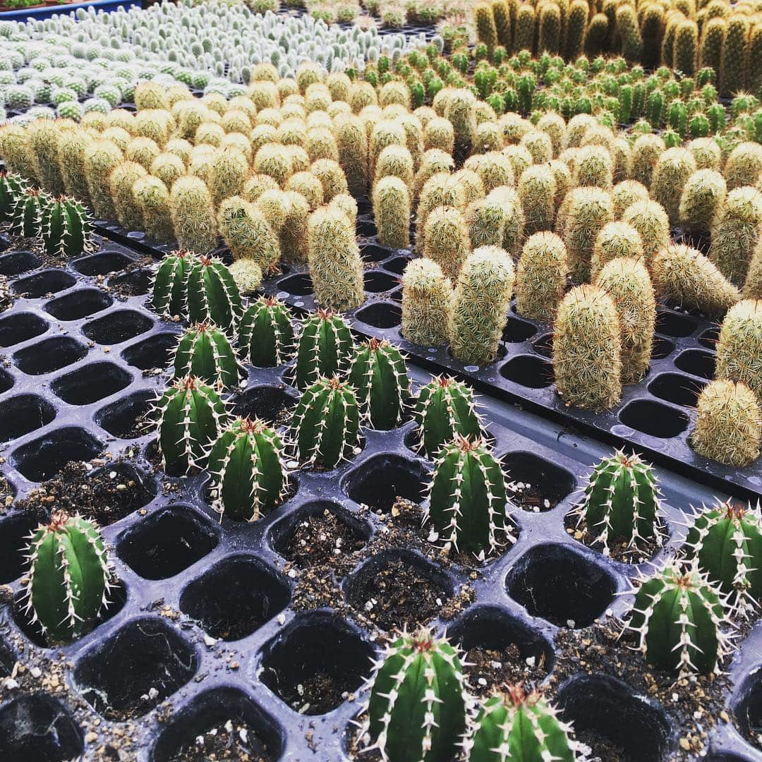 マフィアのインスタグラム：「Goodbye winter!  すこしづつ暖かくなりこの子たちも元気そうです。 #cactus #green #植物」