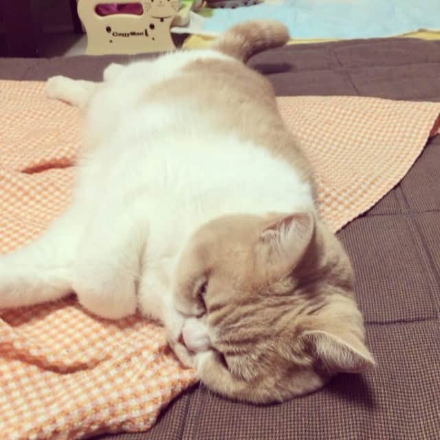 小雪のインスタグラム：「😴」