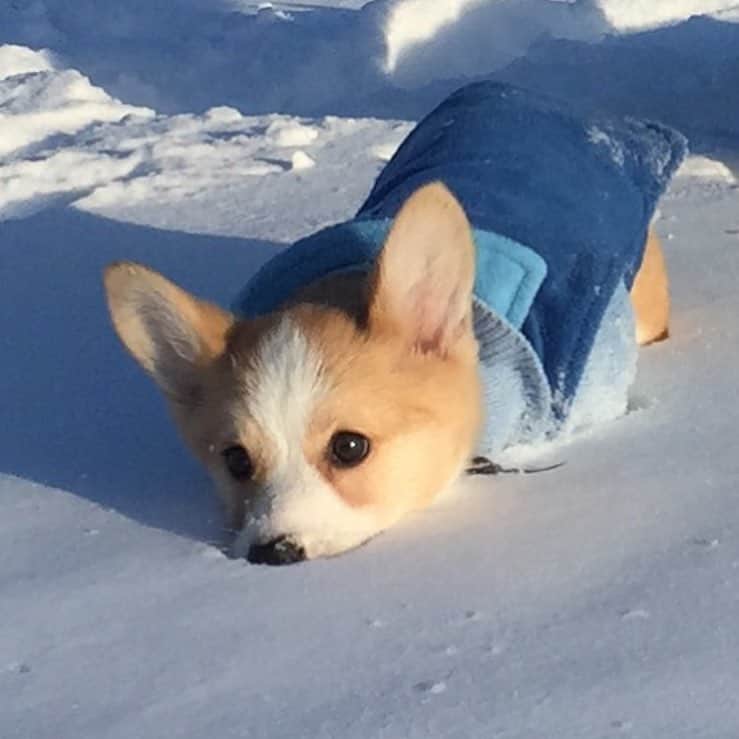 Loki the Corgiのインスタグラム：「WAAAAH #CorgiProblems ft. @carrollthecorgi #corgi #corgistagram」