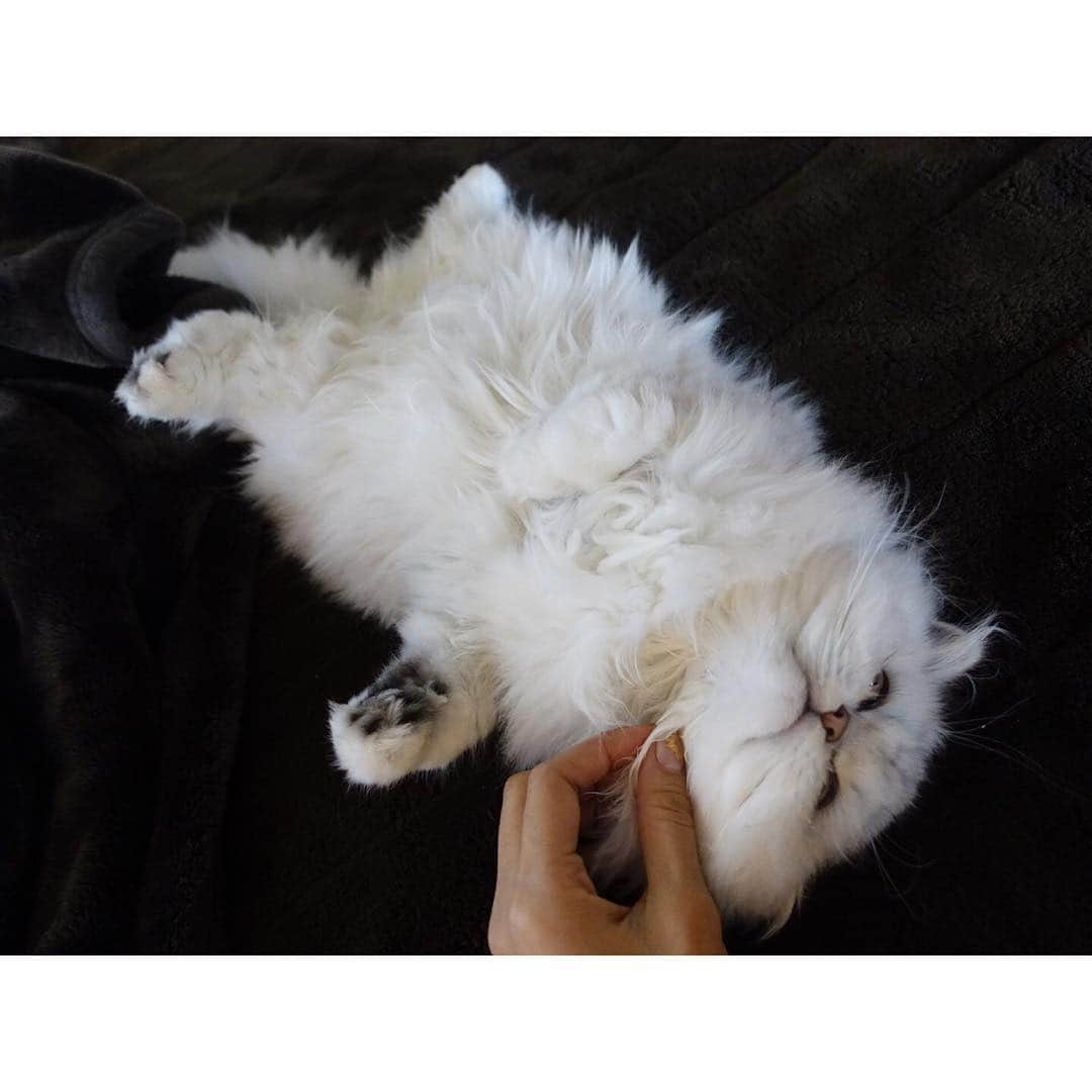 兎（尾崎紗代子）のインスタグラム：「きもちいいなあ..💤 #兎 #cat #cats #catstagram #kitten #kitty #kittens #pet #pets #animal #animals #petstagram #petsagram #catoftheday #catsofinstagram #ilovemycat #instagramcats #nature #catoftheday #lovecats #furry #sleeping #lovekittens #adorable #catlover #instacat #mofmo」