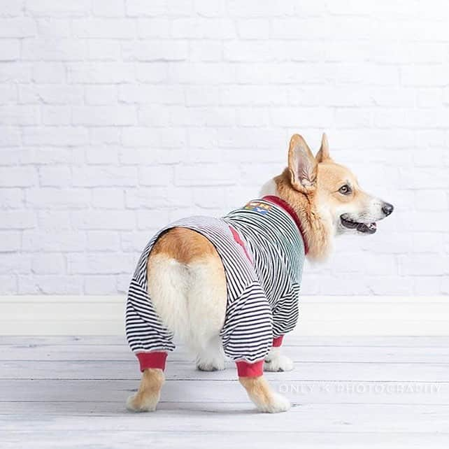 Loki the Corgiのインスタグラム：「Onesies & Bootay! 🍑 ft @aquacorg | #corgi #corgistagram #corgibuttoftheday」