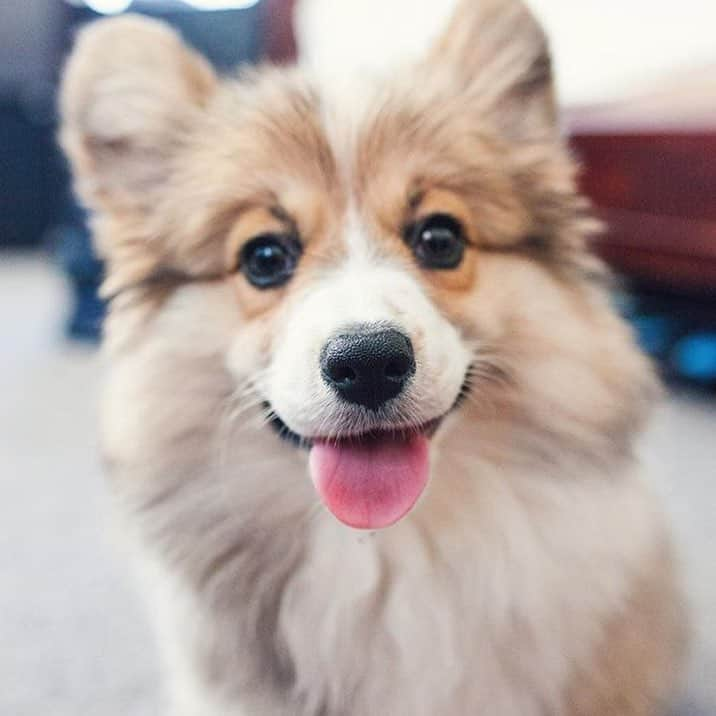 Loki the Corgiのインスタグラム：「Yay for long weekend! 😛 ft. @maethefluffycorgi #corgi #corgistagram #fluffycorgis」