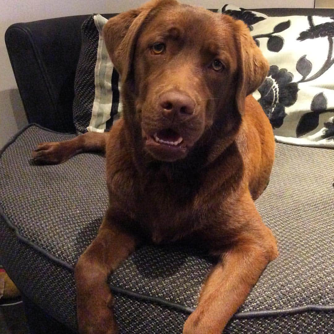 Mollyさんのインスタグラム写真 - (MollyInstagram)「Tell me more about this Easter bunny... 🐶🎀🐰 #justlabradors #fab_labs_ #chocolatelaboftheday #chocolatelab #worldoflabs #worldofmylab #instadog #dogsofinstagram #imlistening #lovemylab」3月26日 13時30分 - chocolatelabmolly