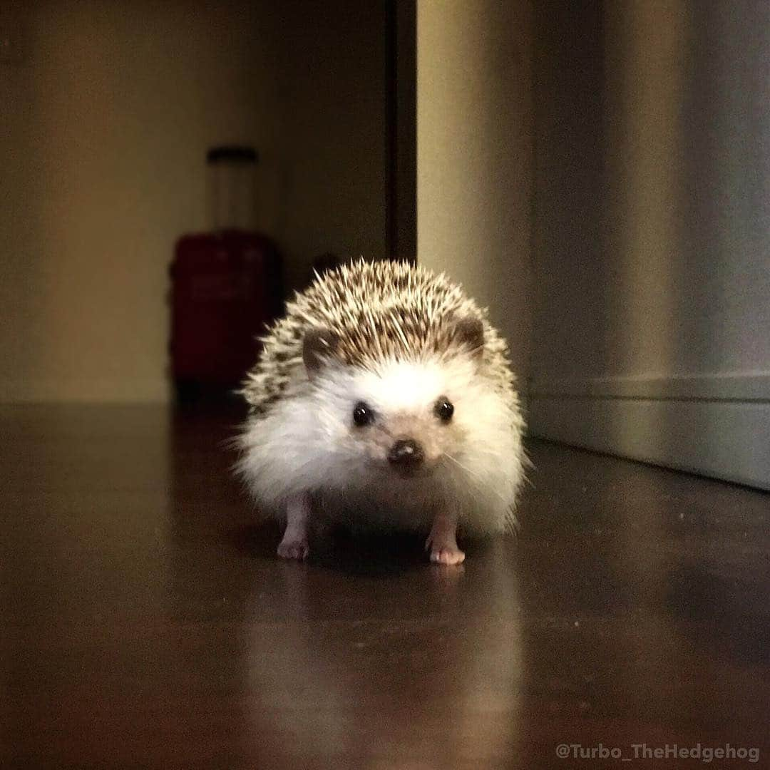 ターボさんのインスタグラム写真 - (ターボInstagram)「Mar. 27 2016 "Hello everyone! Long time no see! My mummy's niece @felicity218 took this picture of me!" #turbo_thehedgehog」3月27日 11時30分 - turbo_thehedgehog