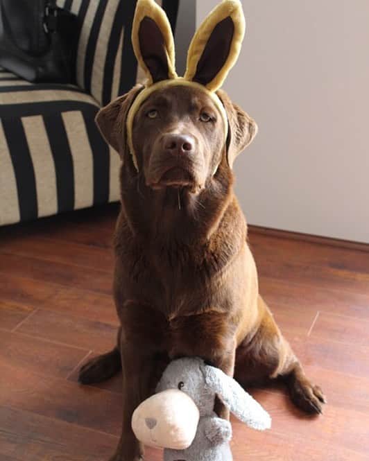Mollyのインスタグラム：「🐶 Happy 🐰 Easter 🐶 from the chocolate bunny 💝#labrabunny #dogsofinstagram #chocolatelab #chocolatelaboftheday #chocolatebunny #lovemylab #fablabs #fab_labs_ #worldoflabs #worldofmylab #lablife #instalab #instapuppy」