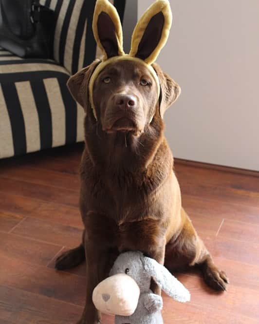 Mollyさんのインスタグラム写真 - (MollyInstagram)「🐶 Happy 🐰 Easter 🐶 from the chocolate bunny 💝#labrabunny #dogsofinstagram #chocolatelab #chocolatelaboftheday #chocolatebunny #lovemylab #fablabs #fab_labs_ #worldoflabs #worldofmylab #lablife #instalab #instapuppy」3月27日 15時28分 - chocolatelabmolly