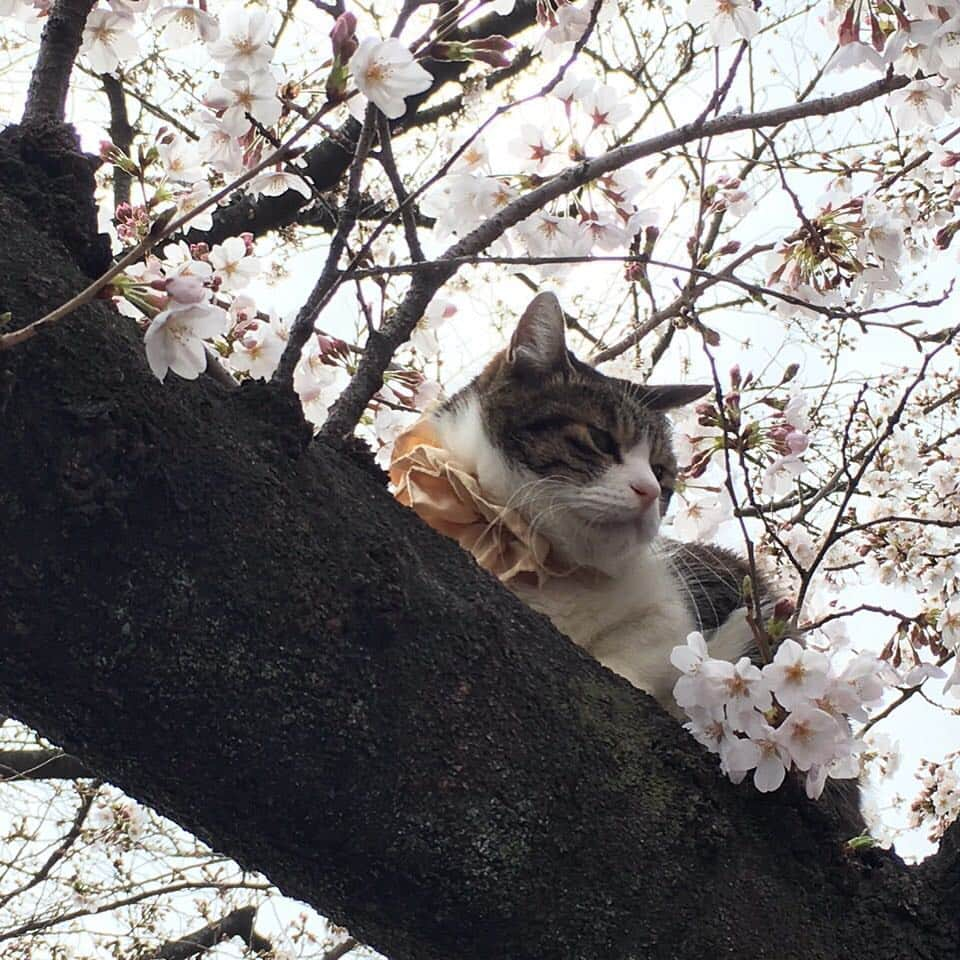 2代目 林家三平のインスタグラム：「久しぶりに家内と上野公園にお散歩をしました。 西洋美術館、カラヴァッチョ展を観た後、ひょいと桜の木を見上げると三分咲きの枝に猫… 何とも癒される「ひととき」でした。 #cat  #ねこ #桜 #asakusa」