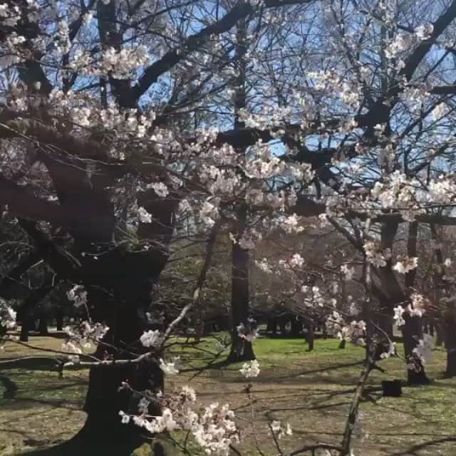 ジェロームCルソーのインスタグラム：「The first cherry blossoms of the season, from Jerome in Tokyo 🌸✌️🇯🇵 #jcrbts #cherryblossom #tokyo #japantrip #spring2016」