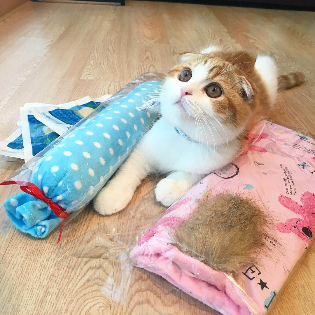 Nana _The Scottish Foldさんのインスタグラム写真 - (Nana _The Scottish FoldInstagram)「Nana got some gifts from a friend cat!       나나 선물 받았어용😬 넘나 반응좋은 캣닙 쿠션과 꼬리방석에 코 킁킁대며 푹빠지샷긔 태비 닭가슴살 간식도 넘나 감사합니당😭❤️ @zzalmaker 나나가 남나 좋아한다능 잘쓸깨욭  이러써 극적인 화해 ☝🏽️ㅋㅋㅋㅋㅋㅋㅋ                                                                                          저두 냥까페에 소소한 나눔하고잇는데 혹시 요기 인스타 지인분들도 참여하실분 있으시면 알려주세용 😬                 나눌애들 사진보내드릴께욥 사료쌤플들과 츄르쌤플 그리고 웰니스파우치와캔, 케이펫페어 할인권입니당 많진않아용😭       (깨알퀴즈) 스카프를 찾아보라옹 ㅋㅋㅋ    #cat #meowvswoof #catstocker #instagram #ilovemycat #cat_features #my_pet_feature #liebe #köln #schatz #パンツ #catsofinstagram #catlover #INSTACAT_MEOWS #followme #pets_of_instagram #pets_perfection #7catdays #냥스타그램 #upet #유펫  #catsconnet #cutepetclub #bestmeow #funny #bestcats_oftheworld」3月28日 13時57分 - ciao_nana