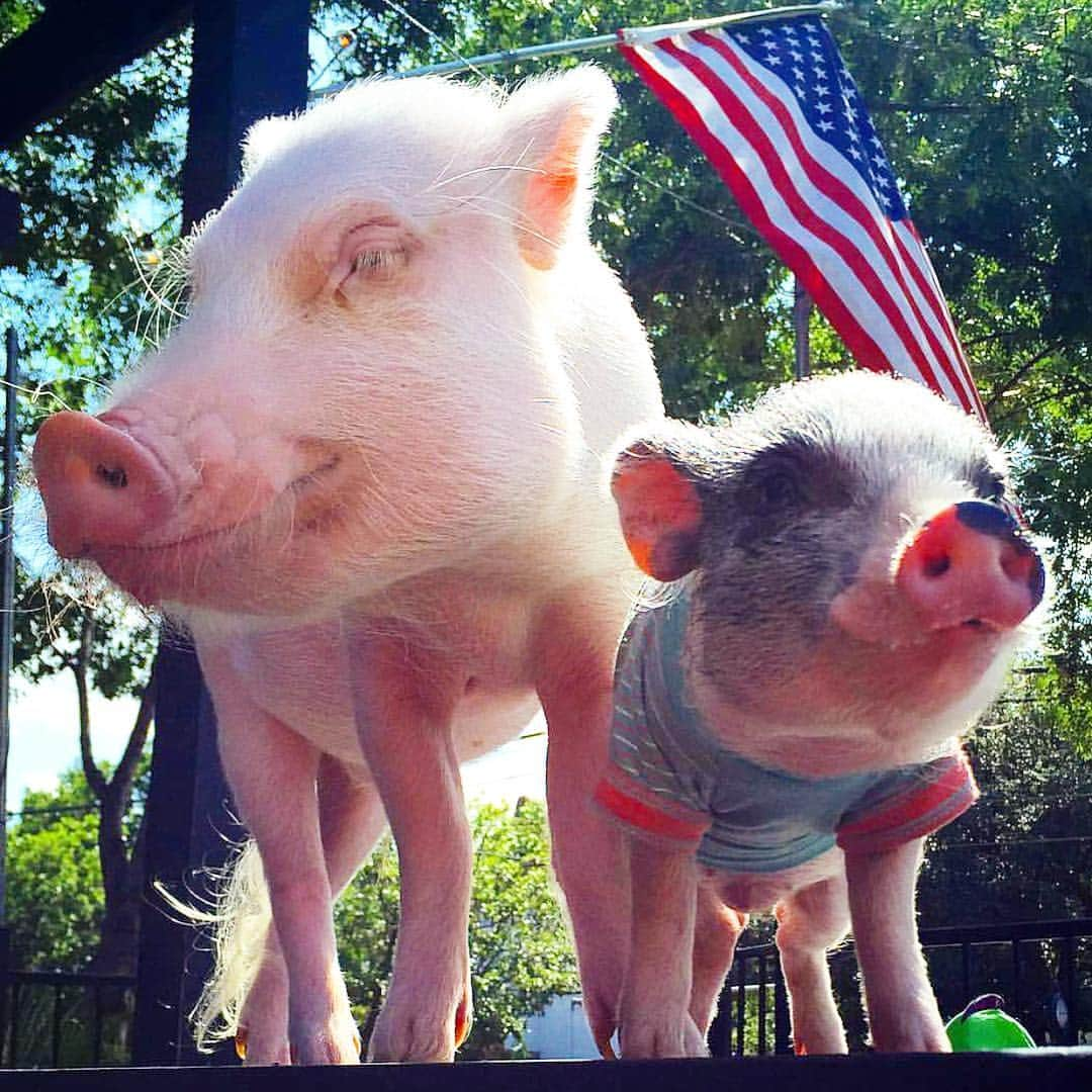 baconさんのインスタグラム写真 - (baconInstagram)「It is with great sadness and a heavy heart that I mourn the passing of my best pig friend @yungswinetheo . Friday night Theodore served as a savior pig. His oinking and squealing in the middle of the night woke his family up to a fire that was quickly spreading throughout his house. As his family members rushed to find him, it was too late. The flames had engulfed the room and his mom was burned trying to save him. Theodore served as the fire alarm that saved his family, when he couldn't be saved himself. Theo exemplifies what we pigs all strive to be; selfless, loving, and loyal. Although he was very tiny in stature, he had the heart of a wild boar. Theo never backed down to anyone, even to pigs twice his size (me)! He was the best pig friend I could ever ask for and I'll never forget all the good times we had, and the ruckus we caused together. Theo will be remembered by all as a hero pig and a loving companion who wanted nothing more than some Cheerios and a fluffy blanket.🐷 Theo I'll see you again in little piggy heaven. Till then I'll miss you little bruh 🐖🐽 Donations to the family can be made to: https://www.gofundme.com/8qw26tas」3月28日 6時17分 - bacon_the_piglet