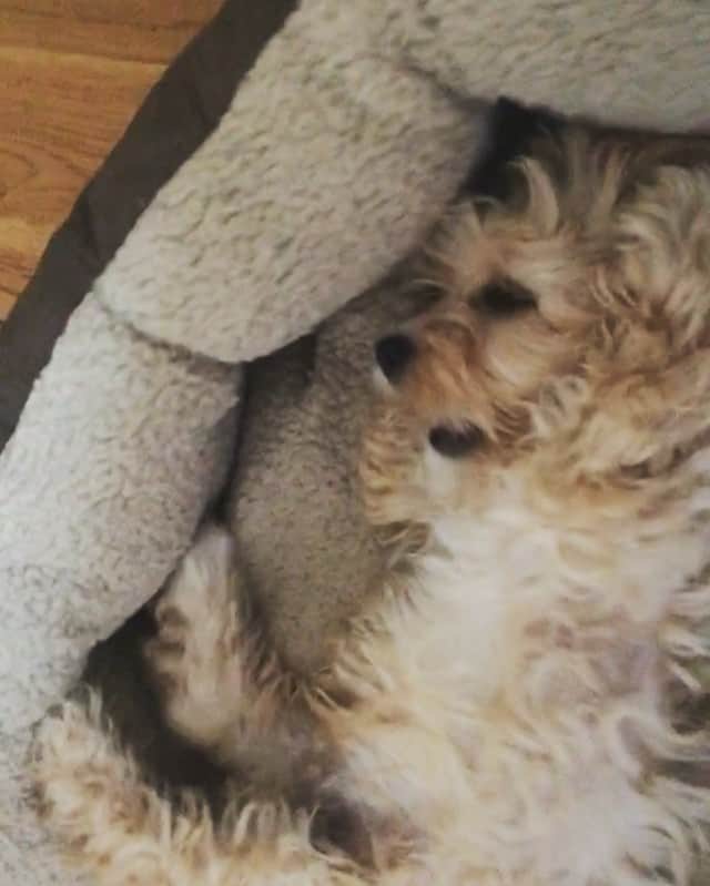 サム・ギャラガーのインスタグラム：「Good boy Archie 🐶👍🏼」