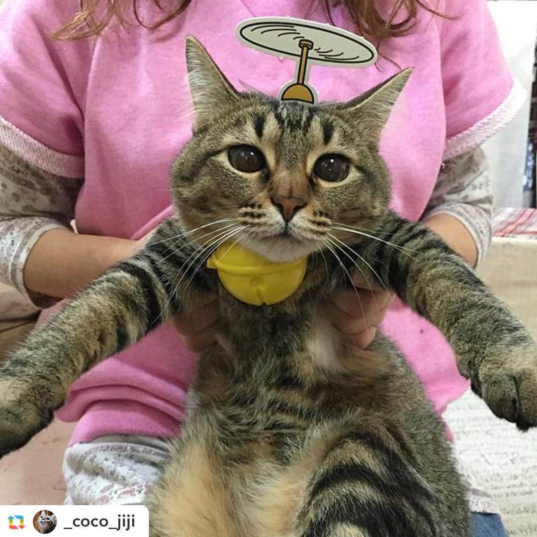日本マクドナルド公式アカウントです。のインスタグラム：「😻 #ドラえもんの鈴 #ハッピーセット #マクドナルド #doraemon #mcdonaldsjapan #catlovers #catsofinstagram #happymeal #happymealtoys #cutest #petsofinstagram #animallovers」