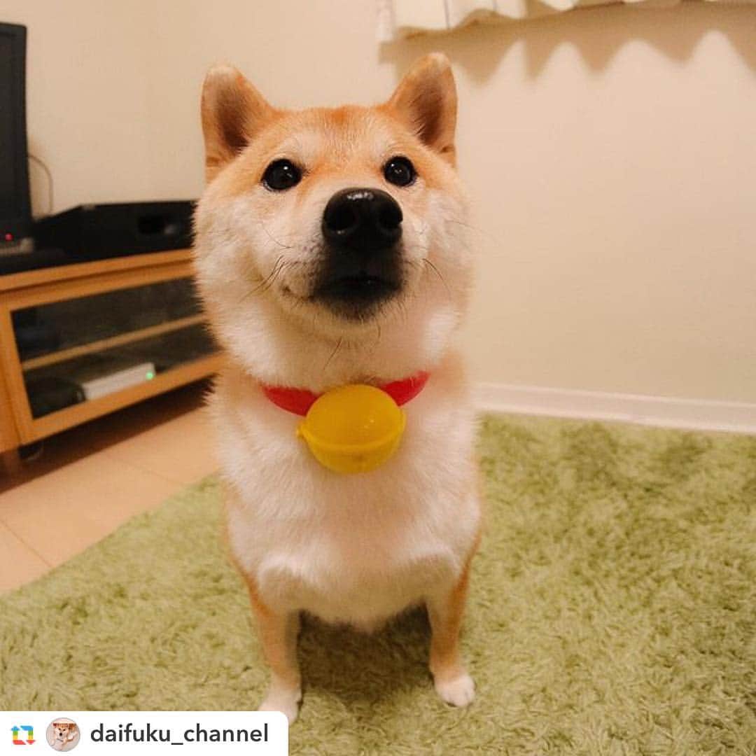 日本マクドナルド公式アカウントです。のインスタグラム：「🐶💞🍟 #ドラえもんの鈴 #ハッピーセット #マクドナルド #mcdonaldsjapan #shiba #cute #doraemon #dogsofinstagram #adorable #love #happymealtoy #happymeal #shibalovers #cutest #petsofinstagram」
