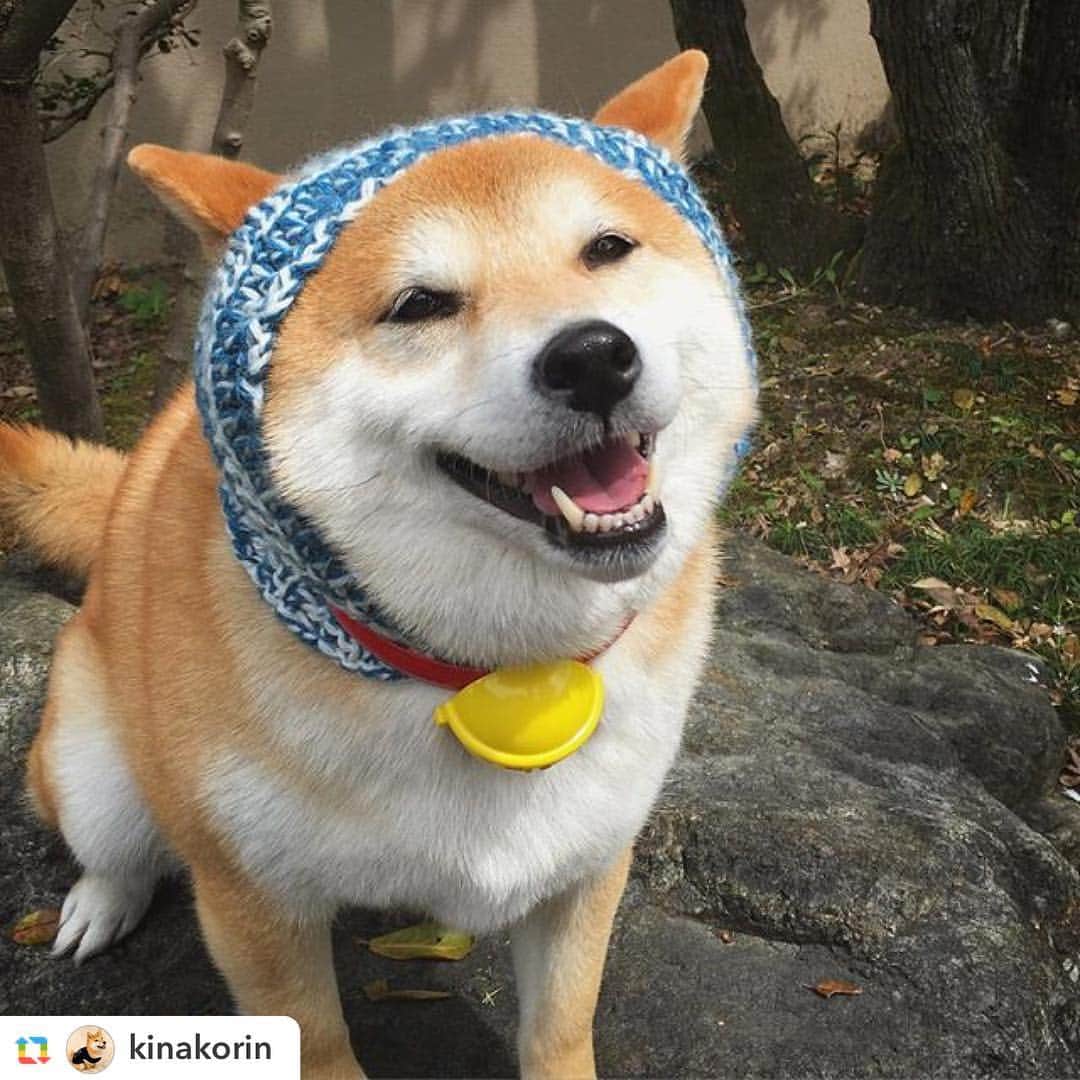 日本マクドナルド公式アカウントです。のインスタグラム：「😍🐶 #ドラえもんの鈴 #ハッピーセット #doraemon #mcdonaldsjapan #マクドナルド #dogsofinstagram #shiba #cute #dogsofig #shibalovers #happymeal #hapoymealtoys #cuteanimals」