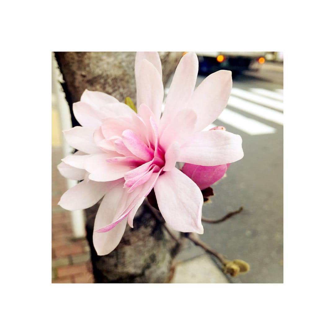 森山るりさんのインスタグラム写真 - (森山るりInstagram)「🌸 #springhascome #flowers #pink」3月29日 11時18分 - ruri_moriyama_official