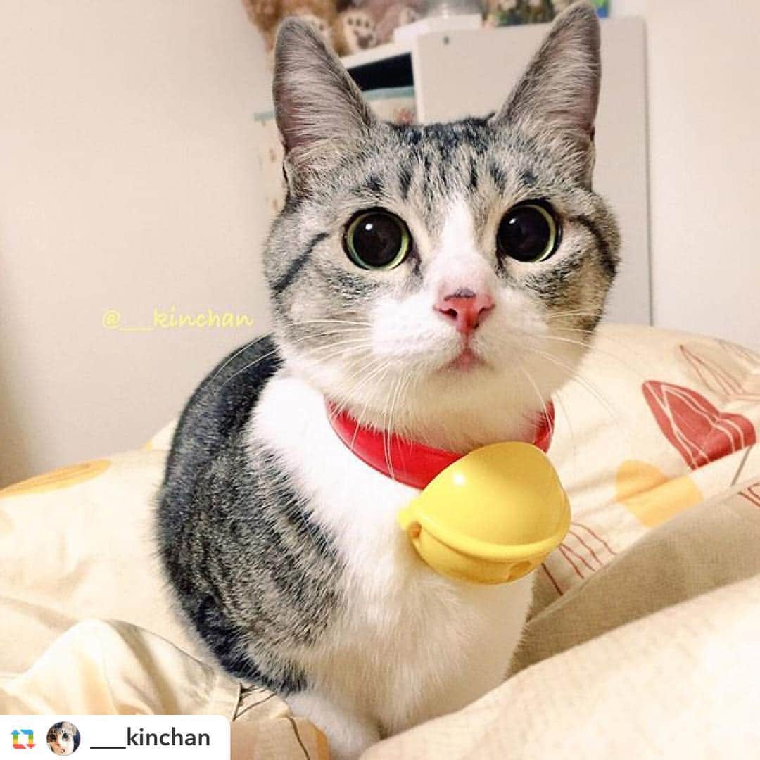 日本マクドナルド公式アカウントです。のインスタグラム：「🐱😍 #ドラえもんの鈴 #マクドナルド #doraemon #happymealtoys #happymeal #catsofig #catstagram #catoftheday #catlovers」
