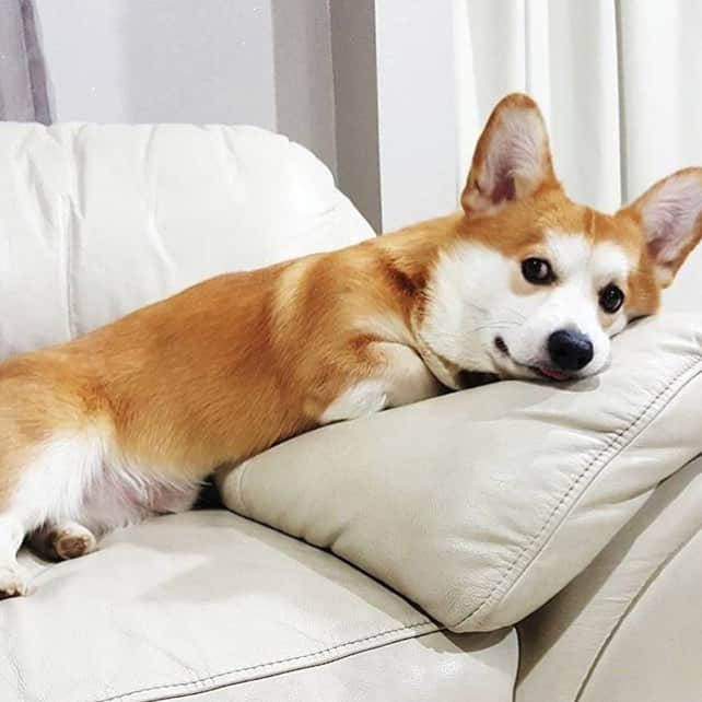 Loki the Corgiのインスタグラム：「Couch corgtato! 🙈 ft. @zeus.the.fat.corgi || #corgi #corgistagram」