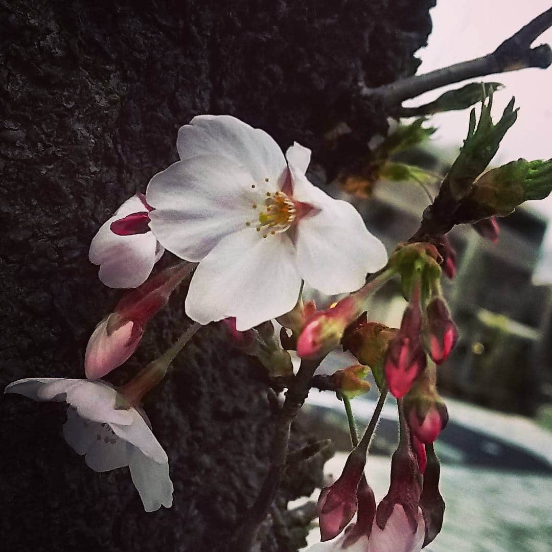初芽里奈のインスタグラム：「✨🌸」