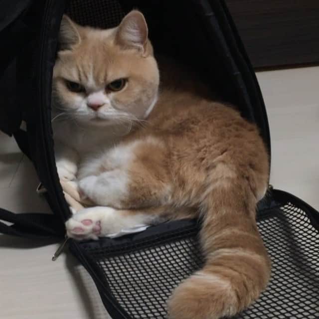 小雪のインスタグラム：「病院帰り。ちょっと不機嫌かな？ Back to home now. Better than last week」