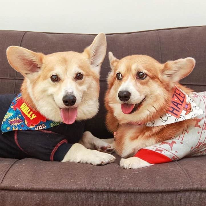 Loki the Corgiさんのインスタグラム写真 - (Loki the CorgiInstagram)「I just want someone to look at me the way Hazel Bear looks at Wally 😚❤️ via @wallythewelshcorgi | ft. @eric_abyolo | #corgi #corgistagram」3月31日 4時03分 - corgistagram