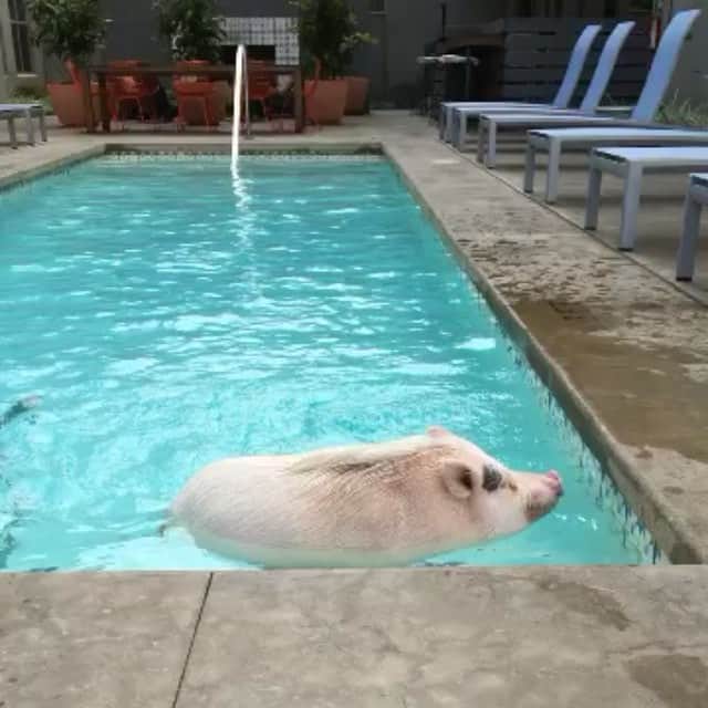 baconのインスタグラム：「Hopped up outta the pool, turn my swag on 🐷👆🏾📲 major🔑」