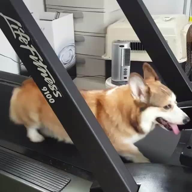 Loki the Corgiのインスタグラム：「Get off your lazy bum and go to the gym. Be like fitness corg 💪🏻 #Inspiration via @zephyrcorgi #corgi #corgistagram #dogsofinstagram #weeklyfluff」